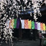 【2023京都桜】気づけばすでに見頃☆オフィス街のいけばな発祥地「六角堂」【3月19日】