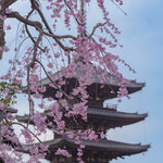 【京都桜めぐり】早咲きの桜が見頃♪ 八坂の塔 / 三年坂 / 平野神社 / 本満寺 / 六角堂 / 上品蓮台寺