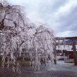 【2023京都桜】枝垂桜『大石桜』は散り始め☆赤穂浪士・大石内蔵助ゆかり「大石神社」