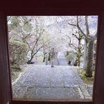 【2023京都桜】大石神社に隣する山科の穴場名所☆赤穂浪士・大石内蔵助邸宅跡「岩屋寺」