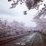 【2023京都桜最新】ソメイヨシノは絶賛満開中☆南禅寺～蹴上インクライン～清流亭
