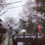 【2023京都桜最新】今すぐ行くべき満開中☆京都屈指の人気スポット「哲学の道」