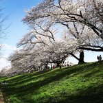 【2023京都桜最新】京都屈指の桜並木トンネルは圧巻の満開☆お花見船も運行中「背割堤」
