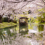 【京都の桜2023】美しい桜並木と行き交う舟が魅力「伏見十石舟」