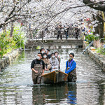高瀬川桜まつり 4/1(土), 2(日) 開催！【立誠ガーデンヒューリック京都 立誠ひろば】