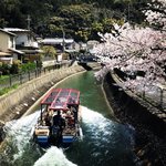 【2023京都桜】桜＆菜の花クルーズやスイーツフェスも☆山科疏水～毘沙門堂～本願寺山科別院