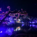 夜桜を千年の時を超える音色と共に『平安神宮 桜音夜 2023』