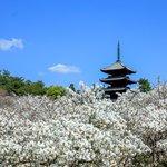 【京都の桜2023】満開の御室桜は圧巻の美しさ「世界遺産 仁和寺」