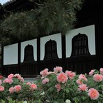 京都祇園 【建仁寺】色とりどりの牡丹が美しい【京都花めぐり】