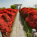 【風物詩】京都 長岡天満宮のキリシマツツジ「赤い絶景」が今年も美しい！【京都花めぐり】