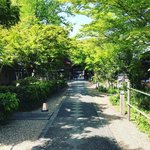 【2023京都新緑】御所東の清々しさに包まれた萩の名所☆名水オープンカフェも「梨木神社」