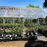 【京都ガーデニング】明治創業の老舗園芸☆バラ品種充実でログカフェも併設「まつおえんげい」