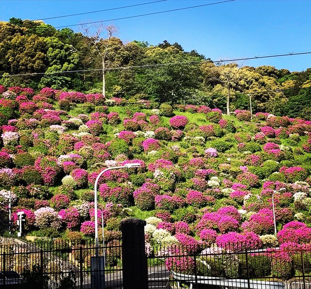 2023京都の花】東山斜面一面をピンクに彩る『蹴上のつつじ』見頃！三条