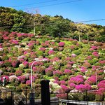 【2023京都の花】東山斜面一面をピンクに彩る『蹴上のつつじ』見頃！三条通の絶景☆