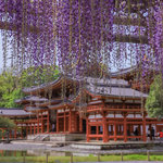 【世界遺産】砂ずりの藤が美しい「平等院」【京都花めぐり】