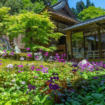 【京都】九輪草が見頃♪ 朝ドラで注目のあの花も...山野草の楽園「古知谷阿弥陀寺」
