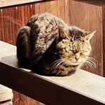 【海の京都】日本三景・天橋立にあるネコのいるお寺☆文殊の知恵にあやかれる「智恩寺」