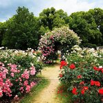 【京都府立植物園】日本最初の公立植物園☆バラ園や季節の花見頃！窯焼きピッツァランチも☆