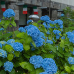 【京都あじさい】花数が多く見応えのある美しい御池ブルー「御池通の紫陽花」【京都花めぐり】