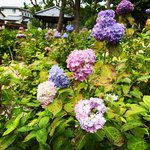 【2023京都紫陽花祭】今年リニューアルの紫陽花苑☆約3500本が咲き誇る「藤森神社」