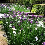 【2023京都花めぐり】南禅寺別荘エリアに咲く花菖蒲満開☆穴場スポット「野村碧雲荘」