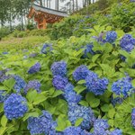 【京都あじさい】広大な境内に広がる50種2万株の紫陽花が魅力「三室戸寺」【京都花めぐり】