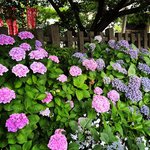 【2023京都紫陽花】京都駅スグで見頃☆新幹線沿いにある源氏ゆかりの神社「六孫王神社」