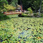 【2023京都神社】モネ絵画『睡蓮』以上の美しさ☆大祓『夏越豆腐』も「大原野神社」