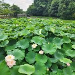 【京都長岡京】菅原道真が遊宴した『長岡天満宮』の水上庭園　紅蓮華が咲き始めました！