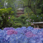 【京都】一度は観てみたい貴重な紫陽花風景「霧の岩船寺」【京都花めぐり】