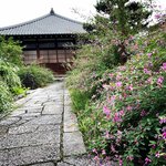 【2023京都秋の花】鴨川デルタすぐの萩の穴場名所『萩の寺』☆勝海舟の宿坊「常林寺」