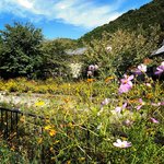 【2023京都穴場】オレンジ＆薄紅彩る“秋桜”☆びわ湖疏水船からも楽しめる「山科疏水」