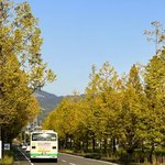 新名所になるかも？京都の『メタセコイヤ並木』は他県に負けない美しさ！