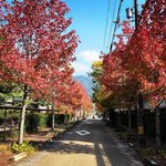 【京都紅葉】穴場新名所！レンガ造校舎に映える比叡山借景の並木道「同志社岩倉キャンパス」