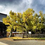 【京都紅葉最新2023】京都駅スグの黄金銀杏の名所☆献菊展や『お西の市』も「西本願寺」