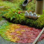 【京都紅葉2023】紅葉と花手水に癒される 見所満載のもみじウイーク「柳谷観音」【長岡京市】
