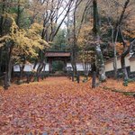 【圧巻の美しさ】晩秋にこそ訪れたい穴場！西京の古刹「地蔵院（竹寺）」