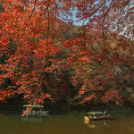 【京都紅葉振り返り】「嵐山 渡月橋」周辺と「祐斎亭」の美しい紅葉
