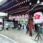 【京都初詣2024】約60種類有する京都屈指の桜名所☆早咲き『十月桜』開花中「平野神社」
