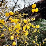 【京都の花2024】雪舞う中 春を告げる花『蝋梅』開花☆通称『走り坊さん』寺院「大蓮寺」