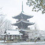 【雪の京都2024】深々と降る雪が心にしみる風景「真如堂」