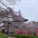 京都で桜をゆっくり見るならここがおすすめ！『西陣エリア』の桜スポット！【まとめ】
