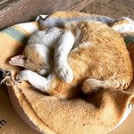 【保存版】猫の日2024京都オススメ名物ネコスポット☆猫神社～猫酒蔵【厳選７件】