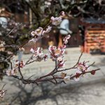 梅の可憐花に誘われて　「玉の輿」の語源となった～紫野 今宮神社～