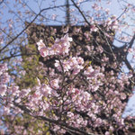 【京都桜2024】河津桜が満開間近です！「世界遺産 東寺」【京都花めぐり】