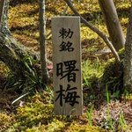 「春の人形展」も開催☆『宝鏡寺』の「曙梅」が見頃