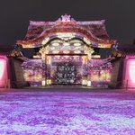 【京都イベント】フォトスポット満載♪ 桜色に染まる二条城「NAKED桜まつり 2024 世界遺産・二条城」