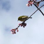 【京都 嵐山】「十三まいり」で有名な「嵐山・法輪寺」で梅と早咲桜が見頃