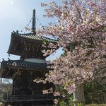 【京都桜2024】見事に咲き誇る河津桜が美しい！嵐山「嵯峨釈迦堂 清凉寺」【京都花めぐり】