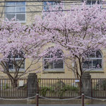 【京都桜2024】卒業生を送る桜「春めき桜」が見頃を迎えています「成徳学舎」【京都花めぐり】
